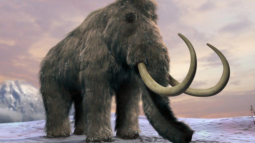 Fun Facts - did woolly mammoths go extinct