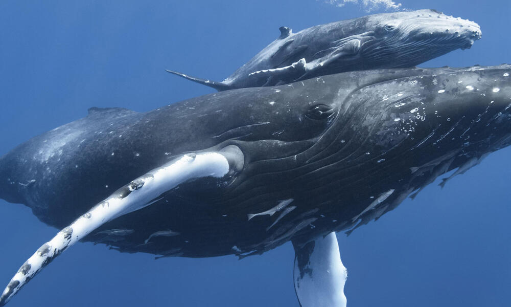Fun Facts - humpback whale