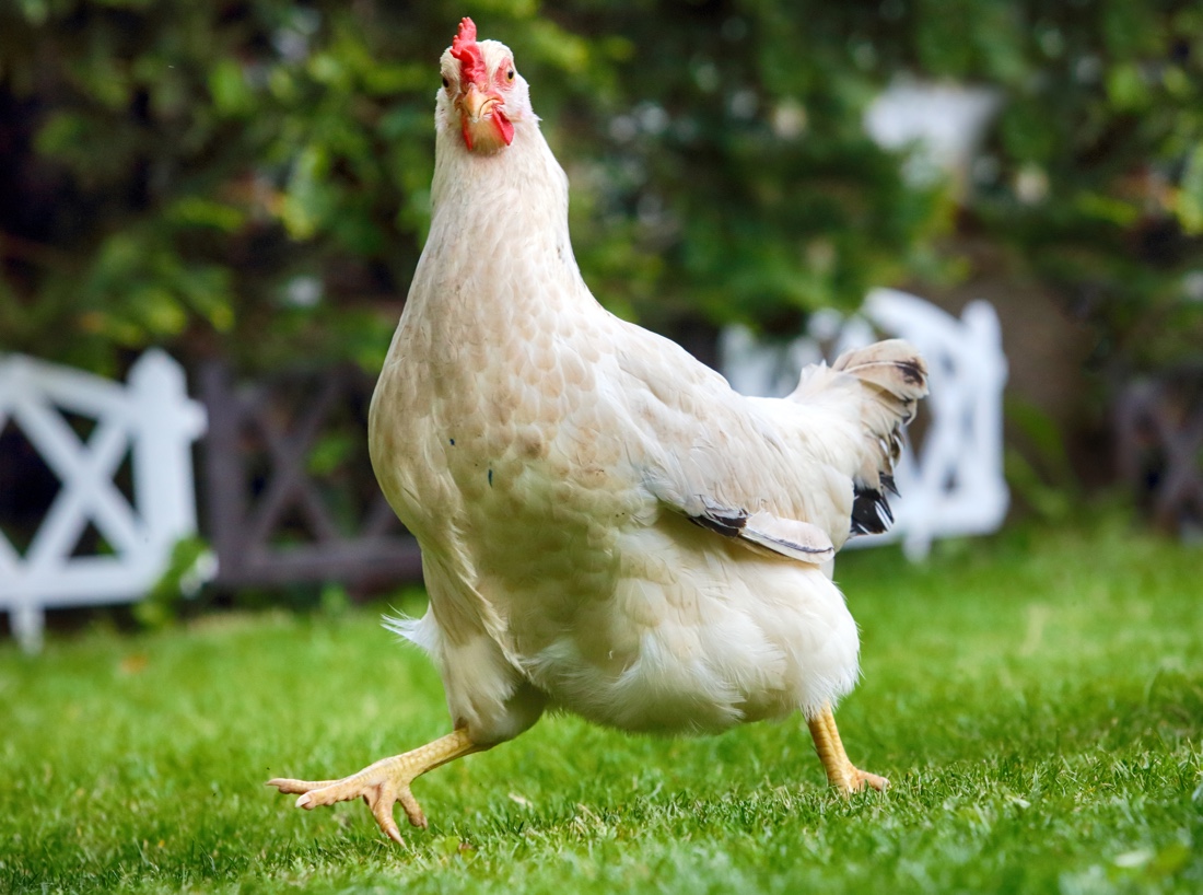 plato facts - chicken running -