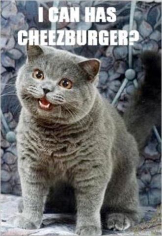 can haz cheezburger - I Can Has Cheezburger?