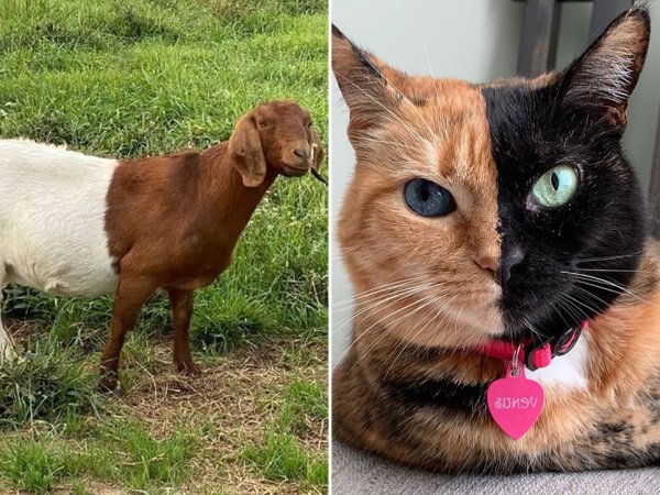 “Meet Venus, the cat whose face is split into 2 colors.”