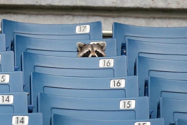 Thats why racoons dont watch ball games!