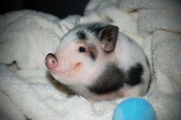 Everyone loves piglet!