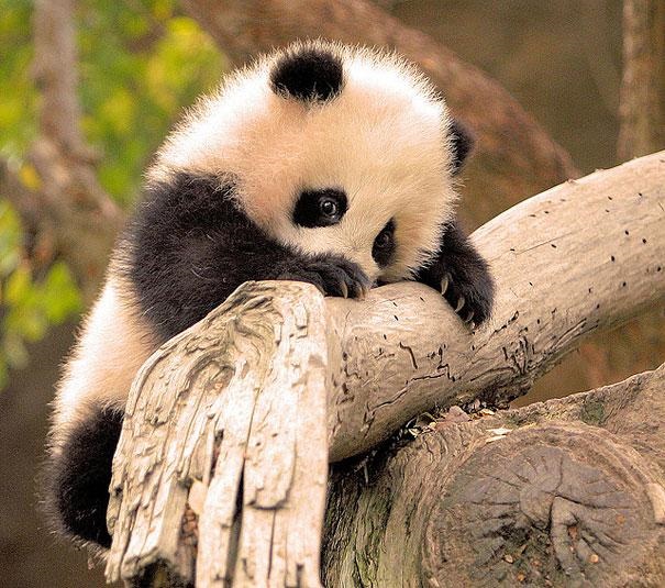 Panda cub enjoying the life!