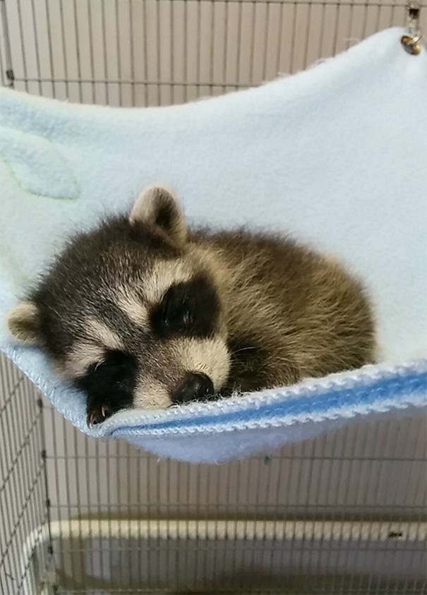 Baby racoon taking a nap!