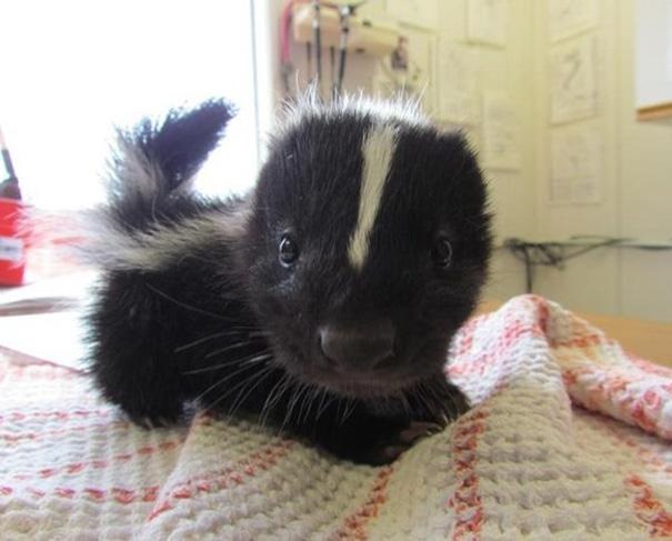 Baby skunk is super adorable!