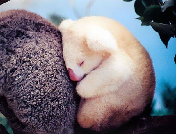 Baby albino koala!