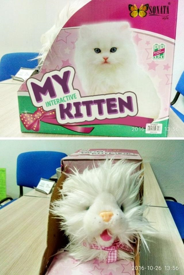 That's some interactive kitten...