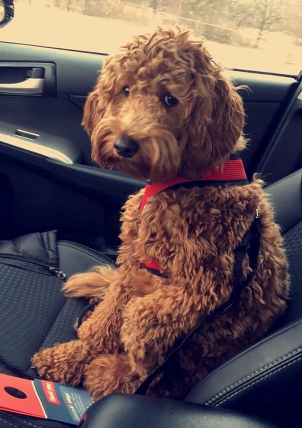 16 Times Dogs Realized They Weren't Actually Going For A Good Park Walk!