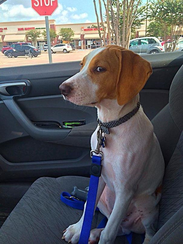 16 Times Dogs Realized They Weren't Actually Going For A Good Park Walk!