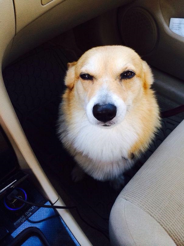 16 Times Dogs Realized They Weren't Actually Going For A Good Park Walk!