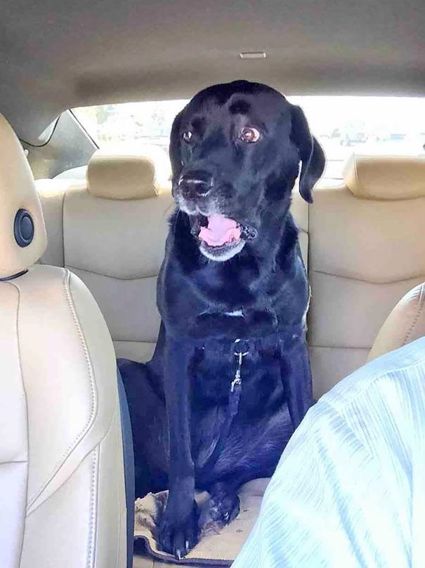 16 Times Dogs Realized They Weren't Actually Going For A Good Park Walk!