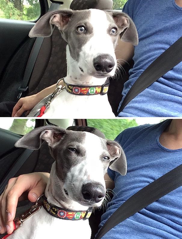 16 Times Dogs Realized They Weren't Actually Going For A Good Park Walk!