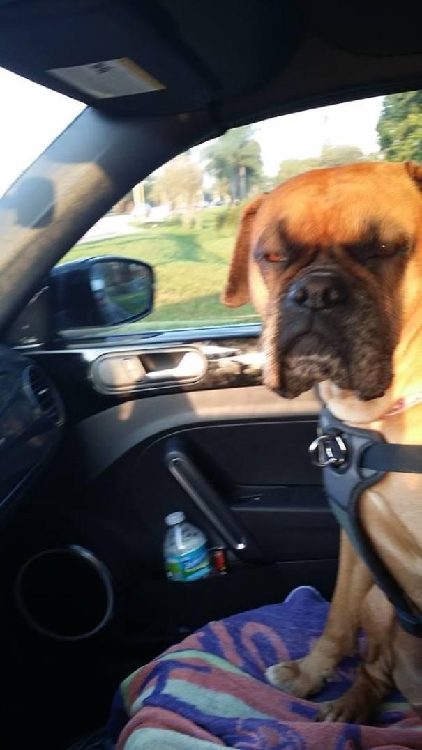 16 Times Dogs Realized They Weren't Actually Going For A Good Park Walk!