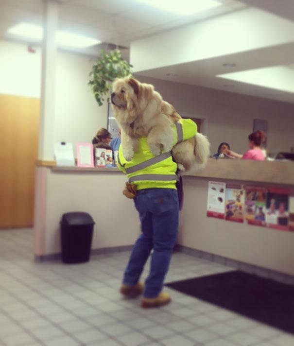 16 Times Dogs Realized They Weren't Actually Going For A Good Park Walk!