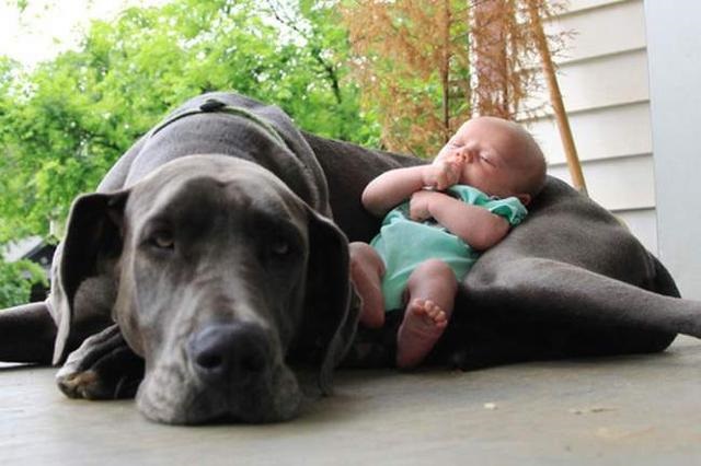 big dogs and small babies