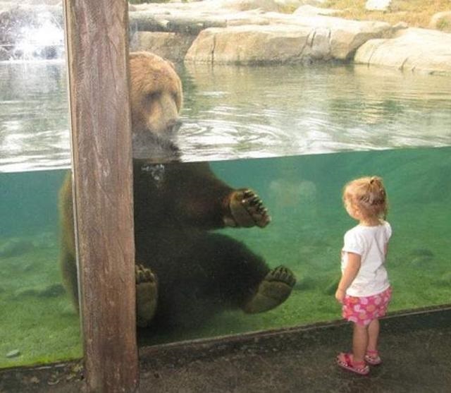 columbus zoo brown bears