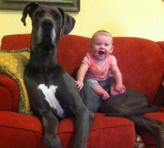 great dane and baby