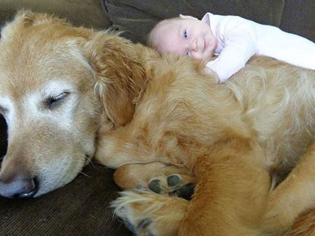 dog hugs baby