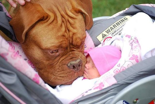 dogue de bordeaux with baby - Awarning Dongt place en front seat