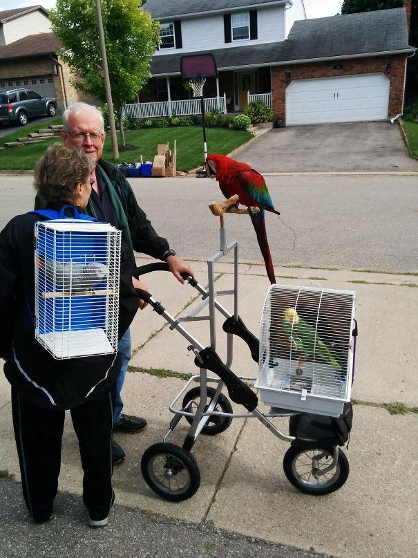 My Neighbours Walk Their Parrots