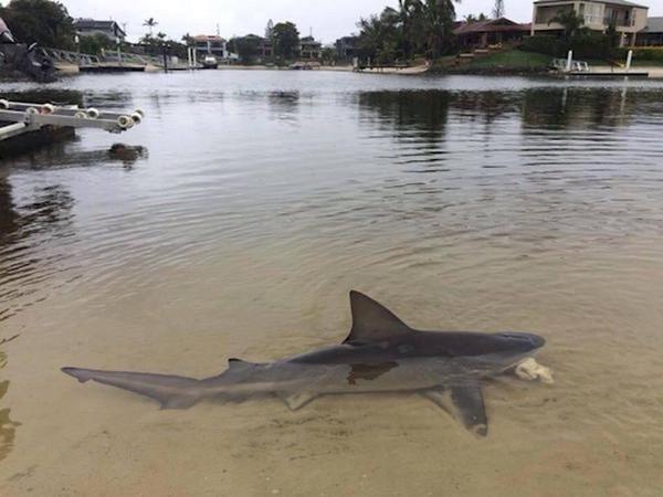 Care for a swim in a shallow water?