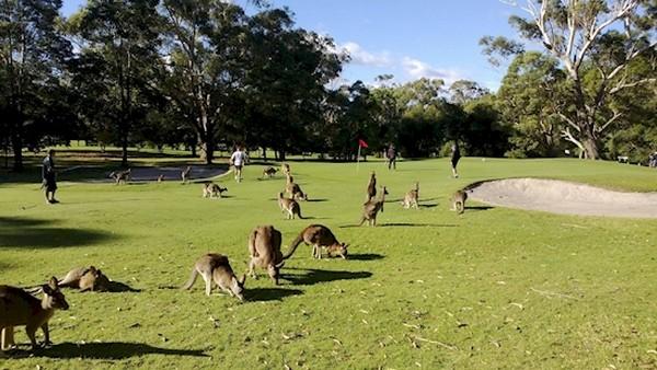 Playing golf can be hard or dangerous sometimes.