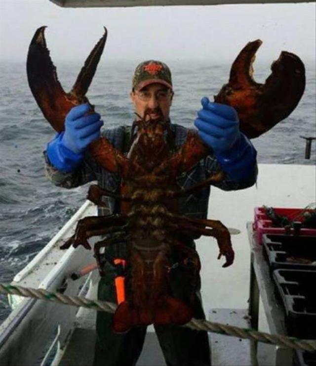 That's one huge lobster!