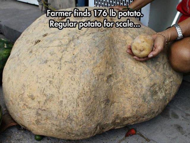 Just how much vodka out of this potato!