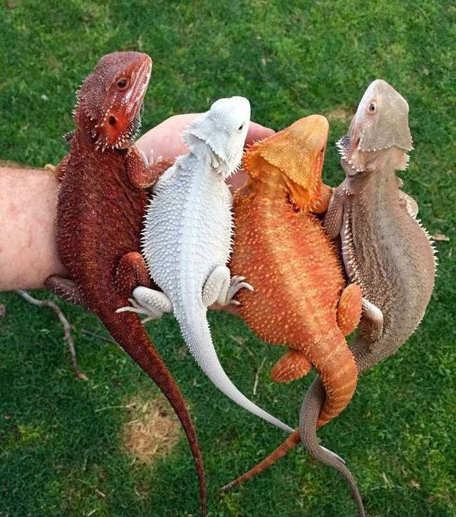 bearded dragons color