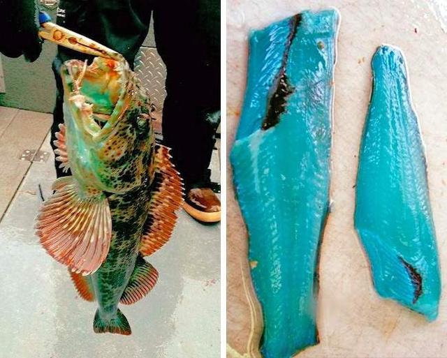 fish that has blue meat