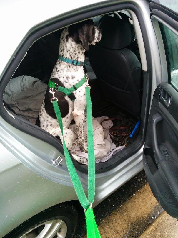 My Dog Is Afraid Of Rain. Even When It's Only Drizzling, She Pretends That We're Not At Our Destination Yet