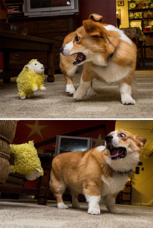 his Jumping, Wall Climbing Sheep Is Freaking Otis Out