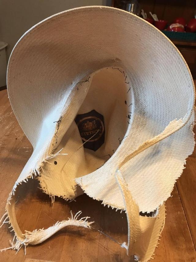 “My wife didn’t put away her $300 Stetson hat. Our dog reminded her.”