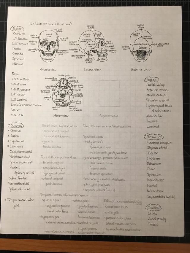 Handwriting - rids Te tra Weil we hands Cranid. Cavity Hypophues fosa The Skull 22 bewest Hyold bone corul sagatal Bonics Lule Suur Coro sure Cranium pal parts Fin bowe be bone Band Lar Tarietal school bon Stred sos tepel lambord Su LA2 Temporal bone Site