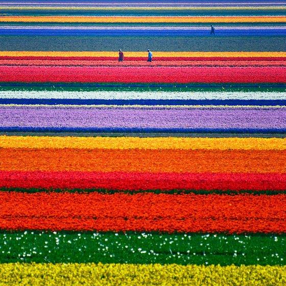 tulip farm holland