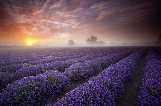 lavender fields at dawn
