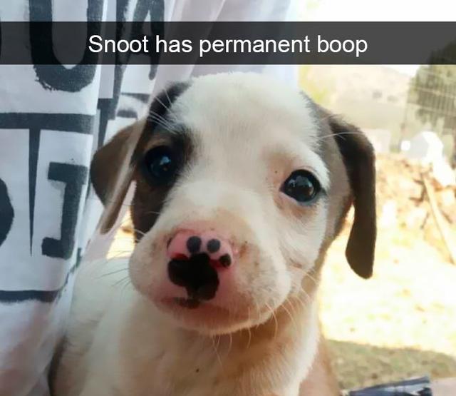 snoot has permanent boop - Snoot has permanent boop