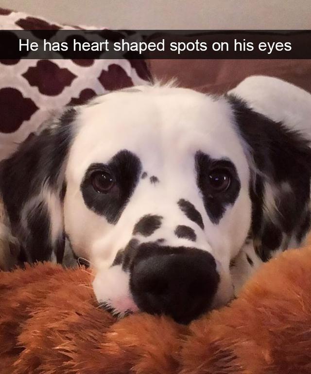 puppy with heart eyes - He has heart shaped spots on his eyes