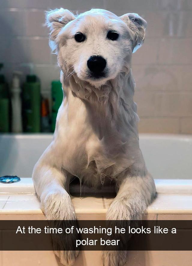 samoyed polar bear - At the time of washing he looks a polar bear
