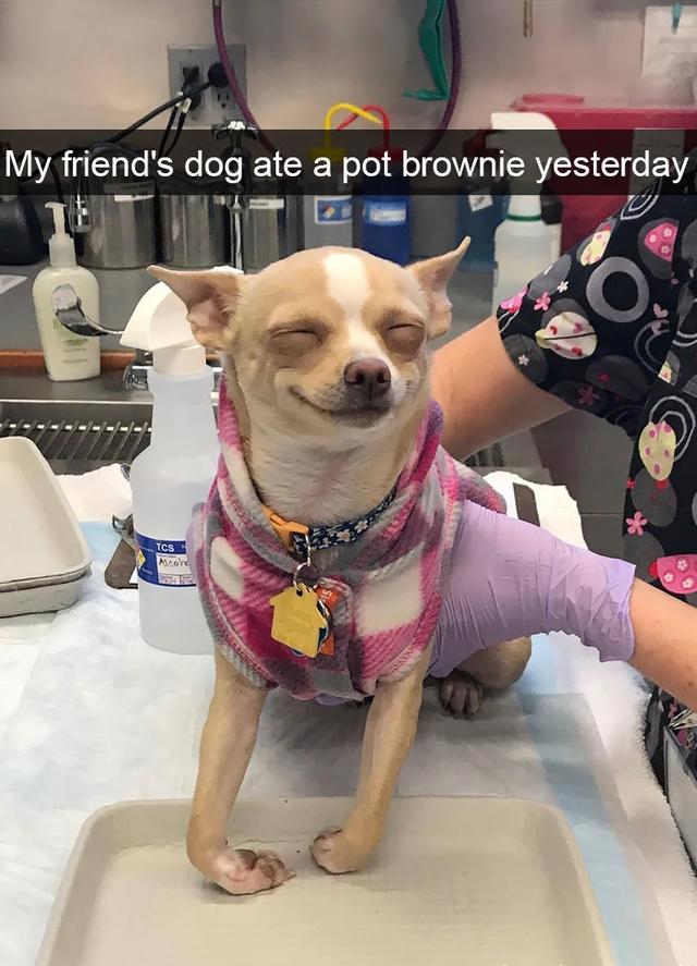 my friends dog ate a pot brownie - My friend's dog ate a pot brownie yesterday 18 O Tcs Micord
