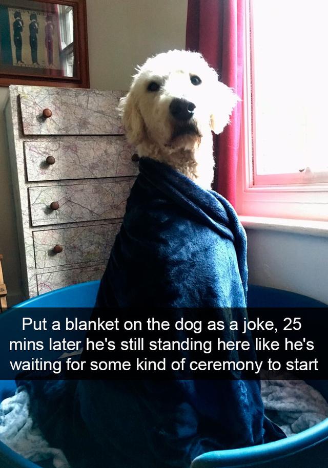 animals fancy dress meme - Put a blanket on the dog as a joke, 25 mins later he's still standing here he's waiting for some kind of ceremony to start