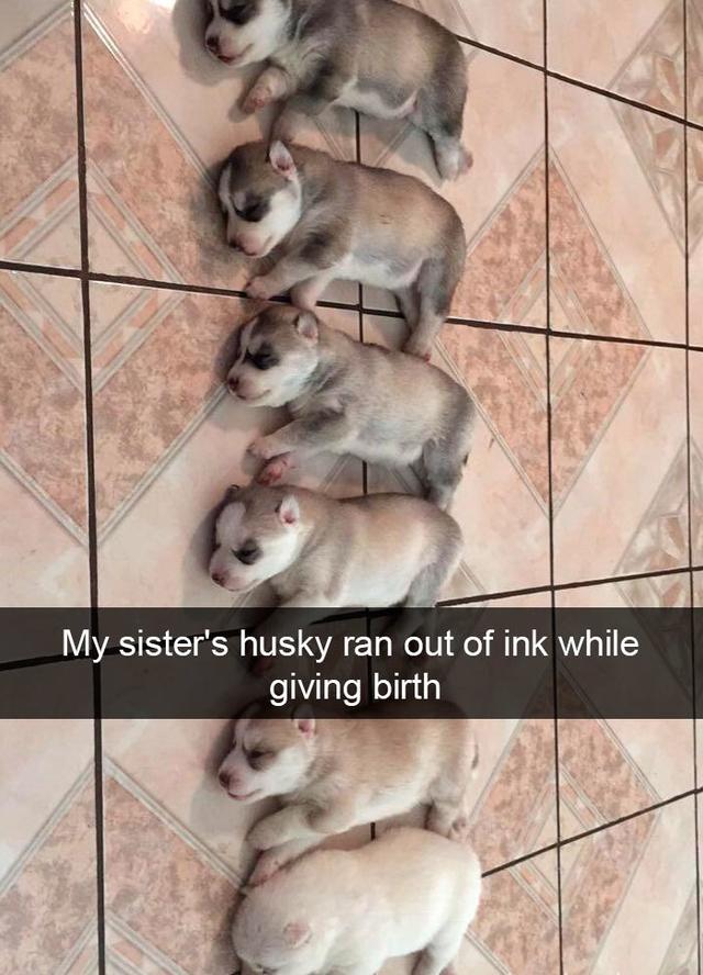 my sister's husky ran out of ink - My sister's husky ran out of ink while giving birth