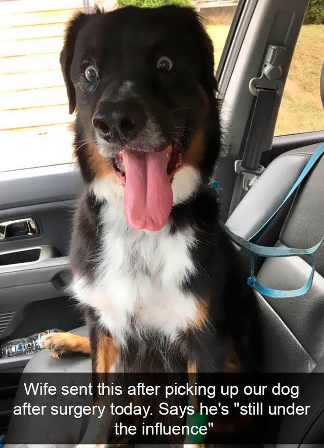 dog snapchats funny dogs - Wife sent this after picking up our dog after surgery today. Says he's "still under the influence"