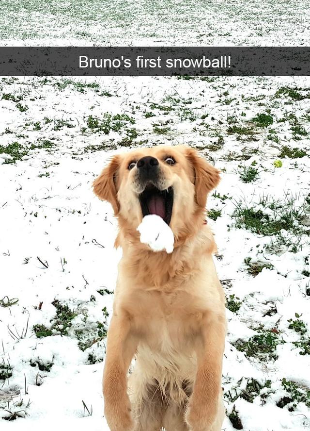 funny dogs - Bruno's first snowball! 2