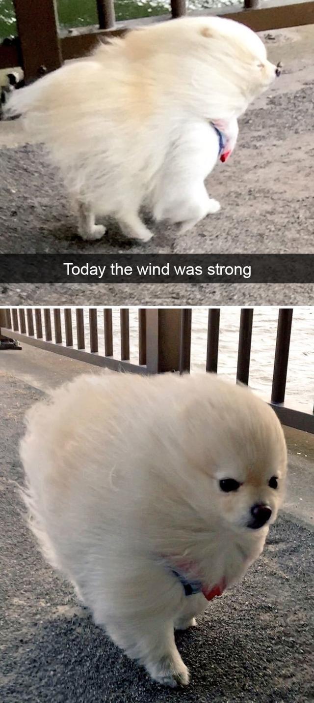 cute dog memes to cheer you up - Today the wind was strong