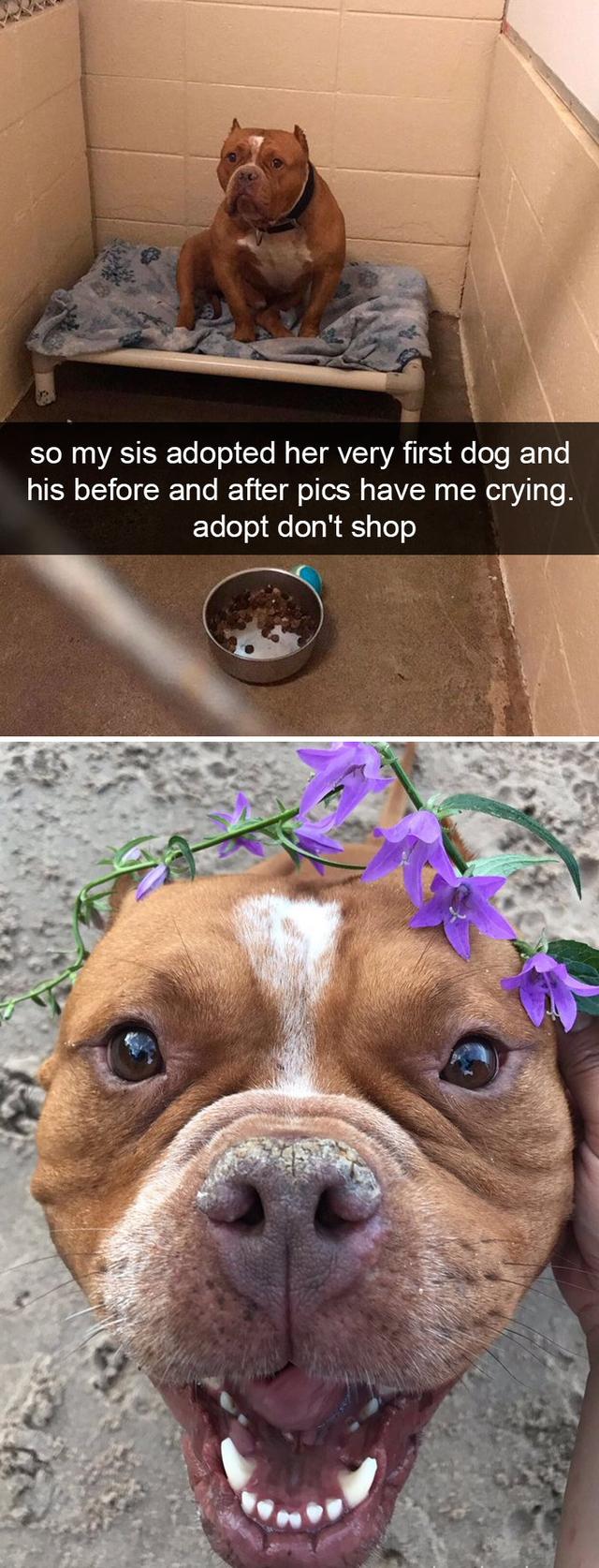 funny dog memes - so my sis adopted her very first dog and his before and after pics have me crying. adopt don't shop