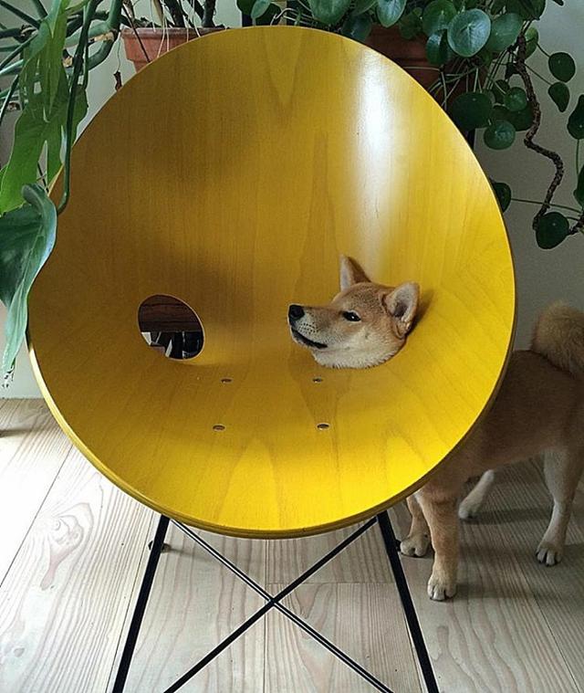The cone of shame: