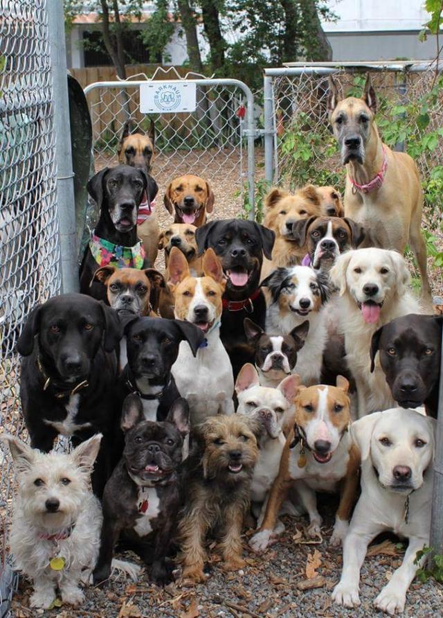 When you can’t choose which dog to adopt: