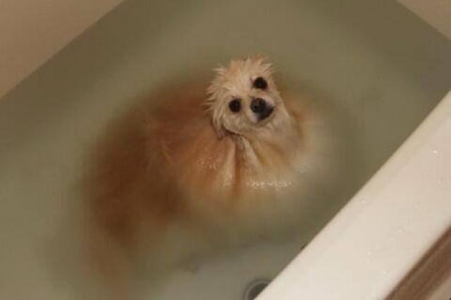 I think my dog is a mixed breed of a Pomeranian and a jellyfish...